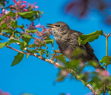 Young starling sitting on a branch of a flowering bushの写真素材