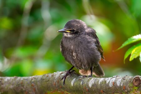 Closeup of  a young starling bird sitting on the branch of a treeの写真素材