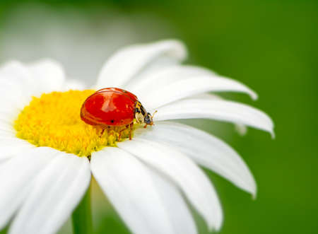Ladybug on a white daisy flower blossomの写真素材