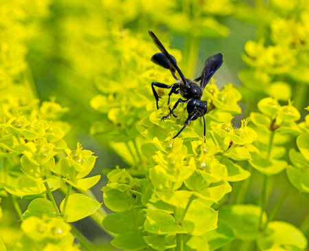Macro of a black grass-carrying wasp (isodontia mexicana)の写真素材