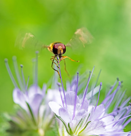 Macro of a hoverfly hovering at a flower blossom