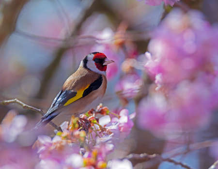 European goldfinch (Carduelis carduelis) sitting on the branch of a flowering cherry treeの写真素材