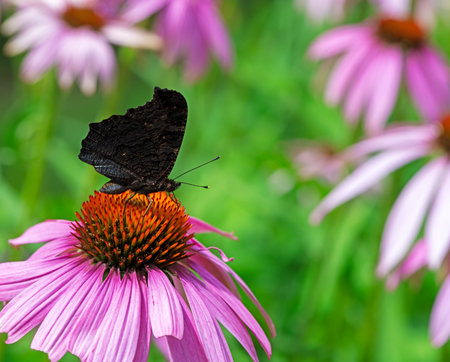 Peacock butterfly on the blossom of a pink echinacea flowerの写真素材