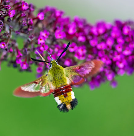 Hummingbird hawk-moth flying to a purple budleia flower