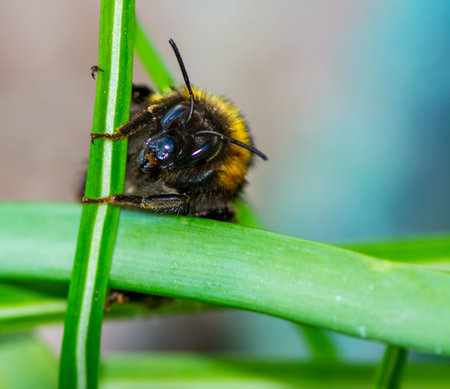Macro of a Northern white-tailed bumblebee (Bombus magnus)