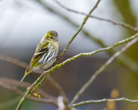 Closeup of a female siskin bird sitting on the brach of a tree