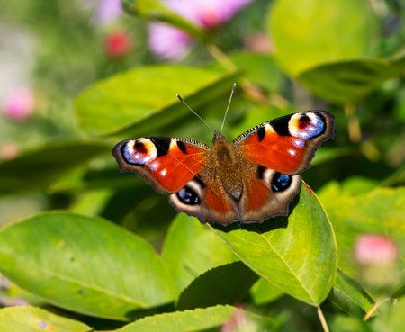 Macro of a peacock butterfly on a green leafの写真素材