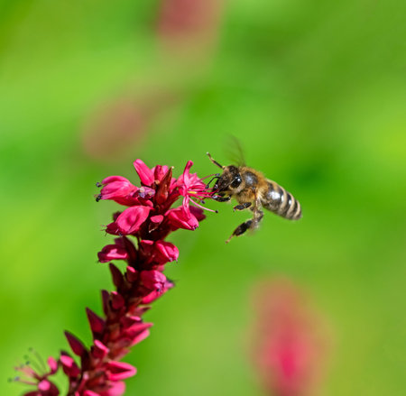 Bee flying to a red knotweed flower blossom