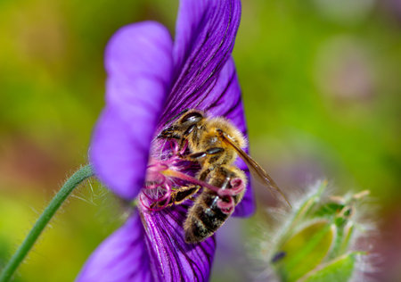 Macro of a bee collecting nectar on a flower blossom