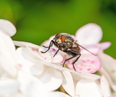Macro of a fly sitting on a blossomの写真素材