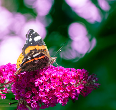 Macro of an Admiral butterfly on a lilac flowerの写真素材