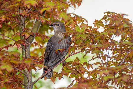 Closeup of  a young starling bird sitting on the twig of a tree