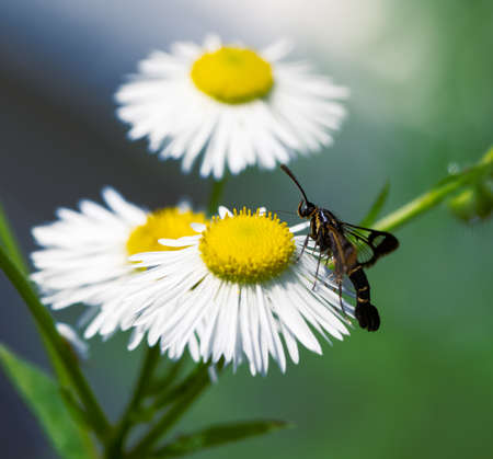 Macro of a clearwing moth on a white aster flowerの写真素材