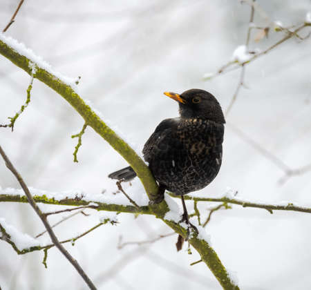 Female blackbird sitting on the branch of a snow covered treeの写真素材