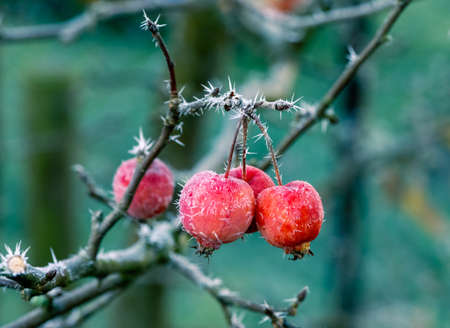 Closeup of frosted red ripe applesの写真素材