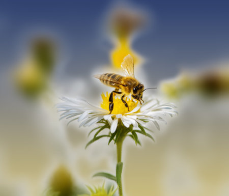Macro of a bee collecting nectar at a white aster blossom