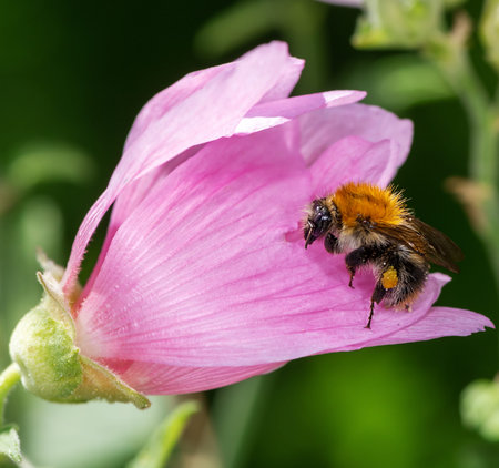 Macro of a common carder bee on a pink malva flower blossom