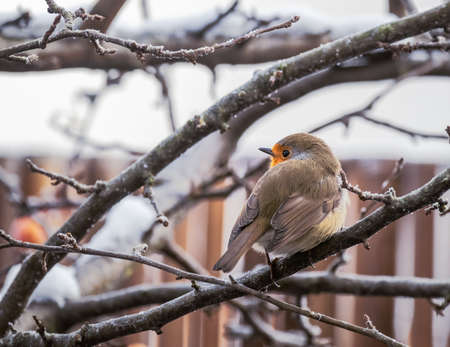 Closeup of an European robin sitting on an apple treeの写真素材