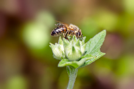 Macro of a honeybee collecting nectar on a flower blossom