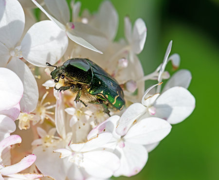 Rose chafer bug  (Cetoniinae) in a flower blossom