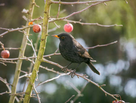 Female blackbird sitting an apple tree with fruitsの写真素材