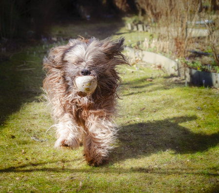 Long-haired Tibetan terrier dog running in the garden.の写真素材