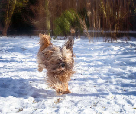 Long-haired Tibetan terrier dog running in the snow.の写真素材