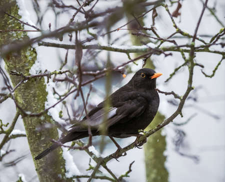 Male blackbird sitting on the branch of a snow covered treeの写真素材