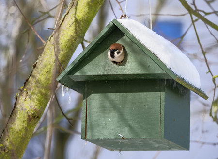 Eurasian Tree Sparrow in a green wooden Birdhouse