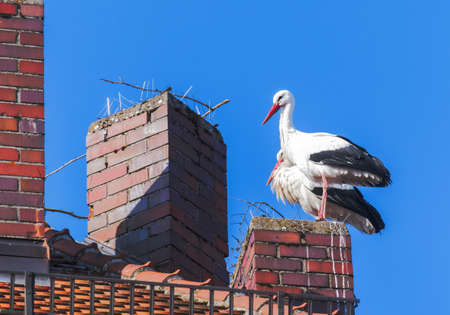 White stork couple building a nest on a chimneyの写真素材