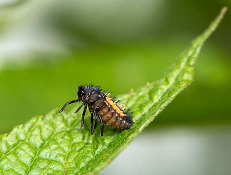Macro of a ladybug larvaの写真素材