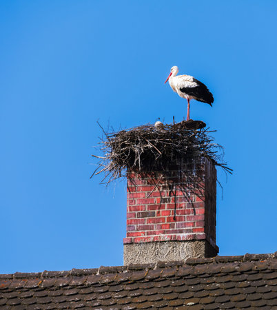 White stork couple building a nest on a chimneyの写真素材