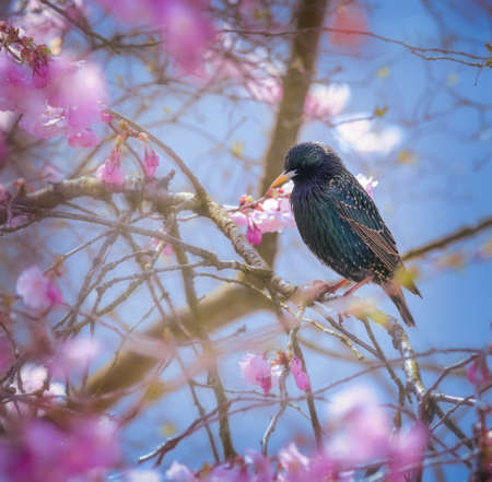 Closeup of a common starling sitting on a flowering cherry treeの写真素材