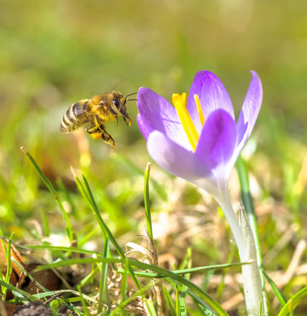 Macro of a bee flying to a purple crocus flower blossomの写真素材