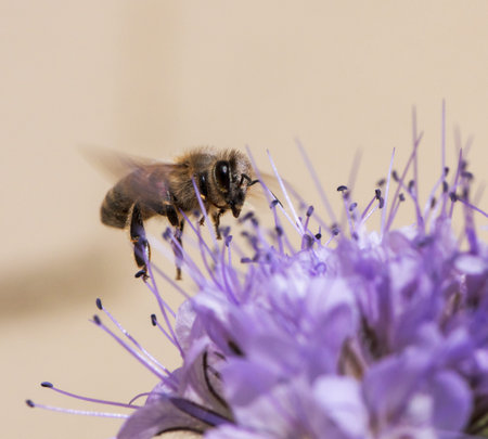 Macro of a flying bee on a phacelia flower blossom