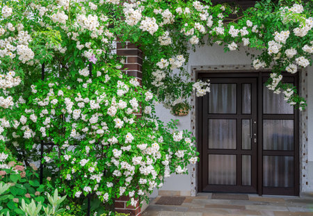 White flowring rambler rose bush at a house front doorの写真素材