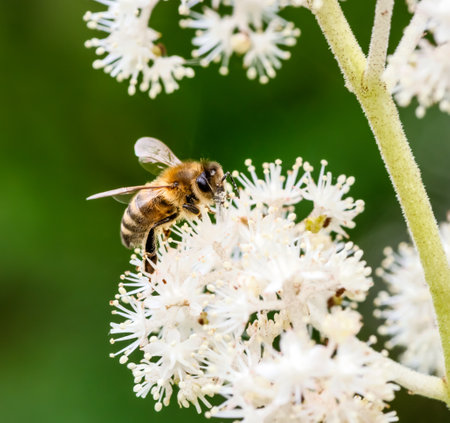 Macro of a bee pollinating of a rodgersia flower blossomの写真素材