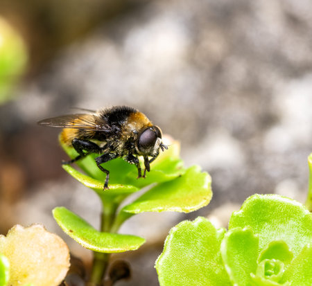 Macro of a volucella bombylans hoverfly on a green leaf