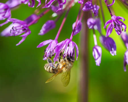 Macro of a bee pollinating on a flower blossomの写真素材