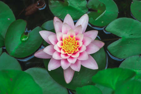 Closeup of a pink water lily blossomの写真素材