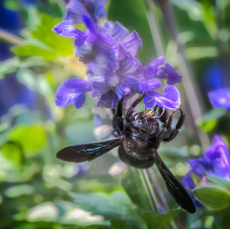 Macro of a violet carpenter bee (xylocopa violacea) collecting nectar on a sage flower