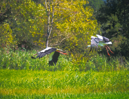 Two white storks flying over a meadowの写真素材