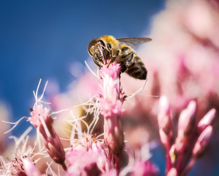 Macro of a honeybee in a pink Eupatorium flower