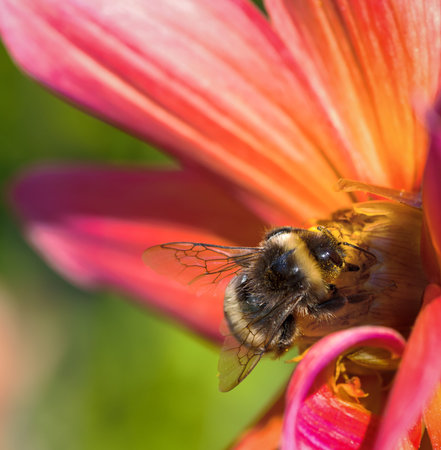 Macro of a bumblebee pollinating at a dahlia flower