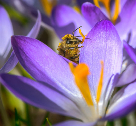 Macro of a bee in a purple crocus flower blossomの写真素材