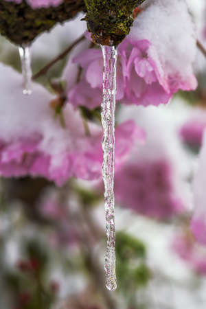 Closeup of an icicle and snow covered pink cherry blossomsの写真素材