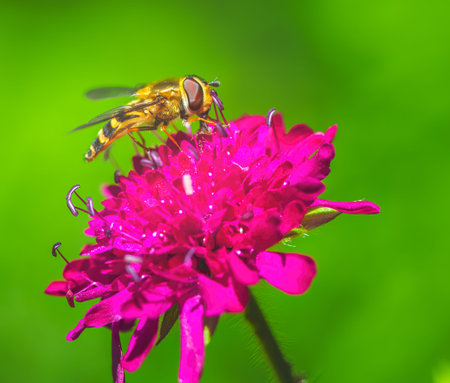 Macro of hoverfly on a scabiosa flower blossom