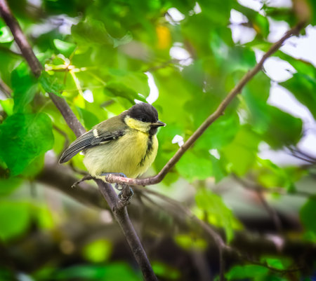 Closeup of a great tit bird sitting in a treeの写真素材