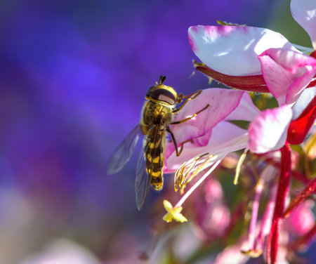 Macro of an hoverfly on an indian feather flower blossomの写真素材
