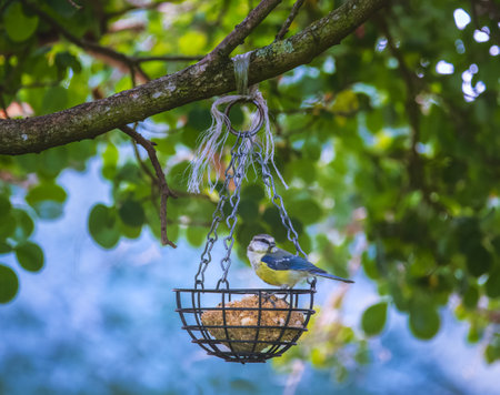 Blue tit bird sitting on a bird feederの写真素材